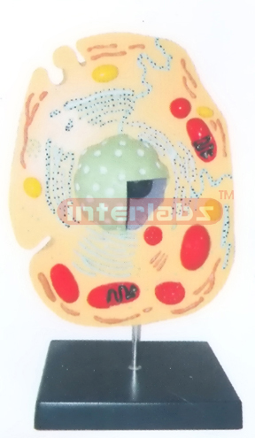 ANIMAL CELL MODEL